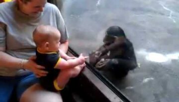 Baby and Chimp