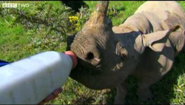 Stephen Fry Bottle Feeds A Cute Baby Rhino