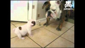 Baby Bulldog Scares Away Bigger Dog