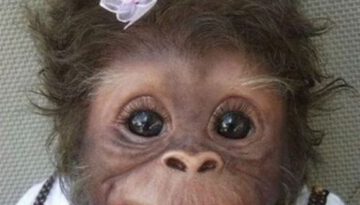 baby-monkey