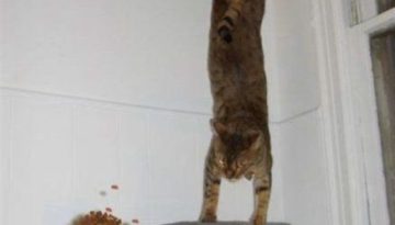 cat-gymnastics