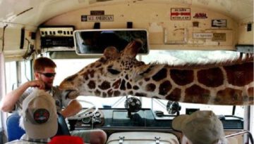 giraffe-bus