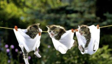 kittens-hanging-out