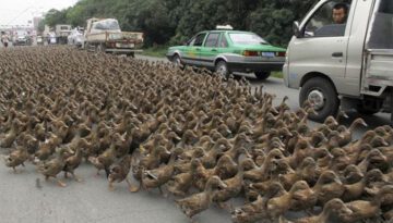 lots-of-ducks