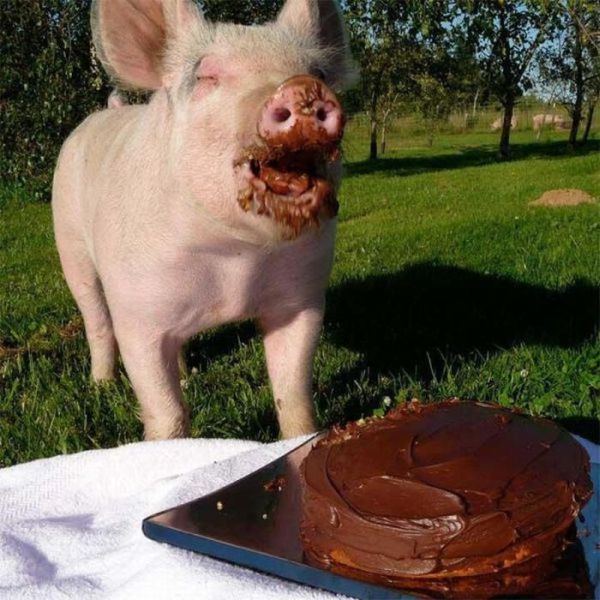 pig-cake.jpg