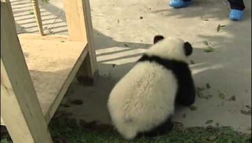 Cute Pandas Playing on a Slide