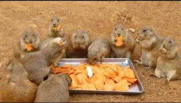 Carrot Party