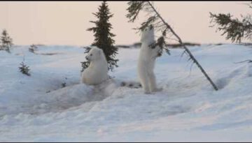 Polar Bear Cubs Play