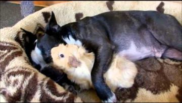 Baby Guinea Pig Loves Boston Terrier