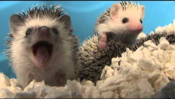Baby Hedgehog Yawns