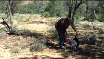 How to Catch a Kangaroo