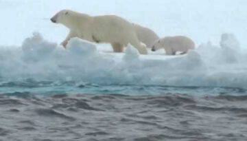 Mom Helps Baby Polar Bear