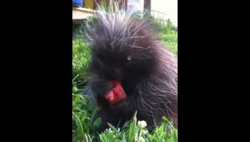 Baby Porcupine Eats Watermelon