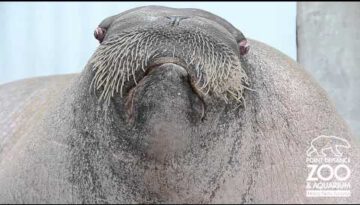 Walrus Practices His Vocalizations