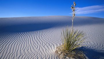Soaptree Yucca Plant on Sand Dune