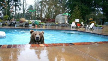 bear-pool