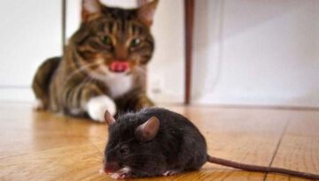 cat-mouse