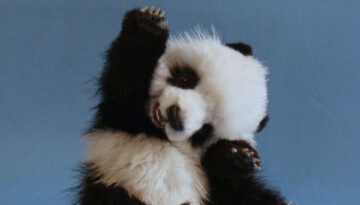 cute-panda-cub