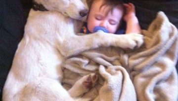 dog-sleeping-with-baby