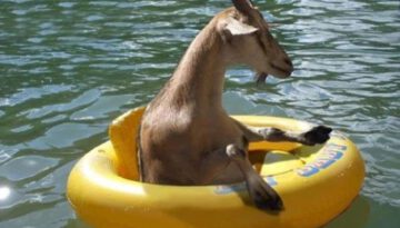 floats-your-goat