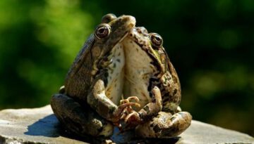 frog-hug
