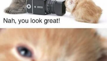 kitten-photographer