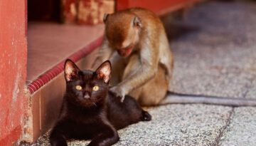 monkey-massage-cat