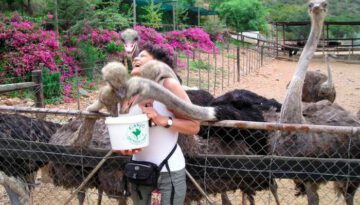 ostrich-feeding