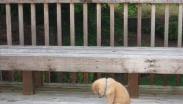 sad-puppy