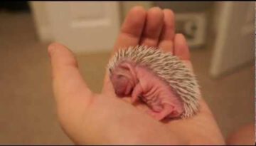Nappy Baby Hedghog