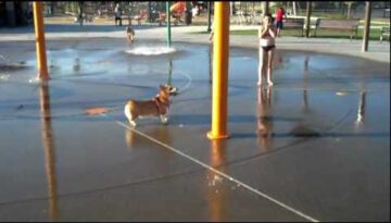 Dog at a Water Park