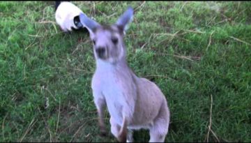 Kangaroo & Lemur Plays Tag