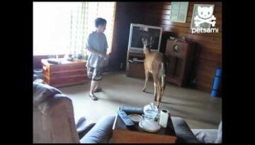 Unwanted Guest: Bambi