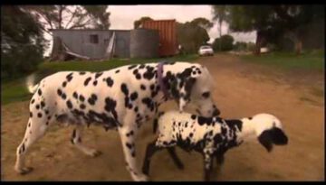 Orphaned Spotted Lamb Adopted by Dalmatian Dog