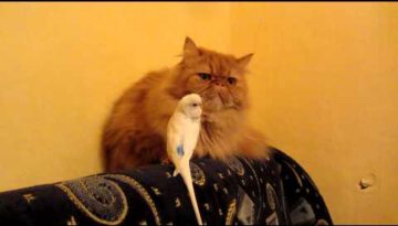 Bird Keeps Bothering Cat