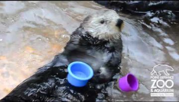 Cup Stacking Otter