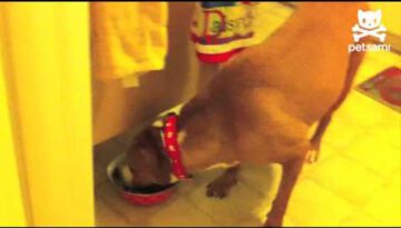 Puppy Steals Food When Dog Isn’t Looking