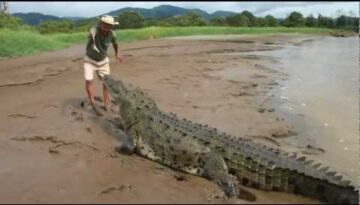 Feeding an Alligator