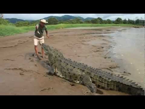 Feeding An Alligator - 1funny.com