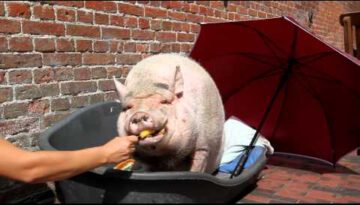 Pig Eating Ice Cream