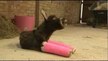 Premature Donkey in Pink Casts