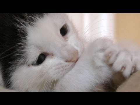 Meet Pancake – 1Funny.com