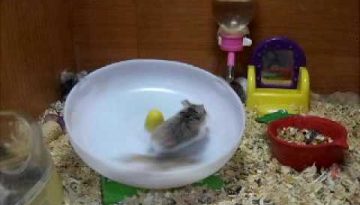 Hamsters Playing in a Pet Shop