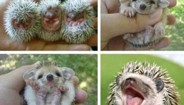 baby-hedghogs