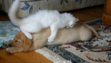 cat-sleeps-on-dog