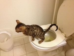 Toilet Trained Cat - 1Funny.com