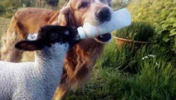 dog-feeds-lamb