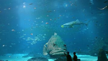 giant-fish