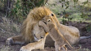 lion_cub_meeting_his_father_01