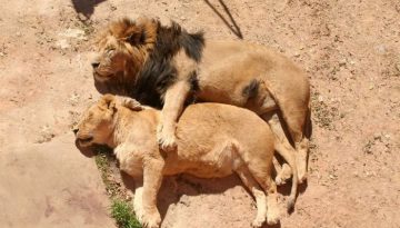 spooning-lions